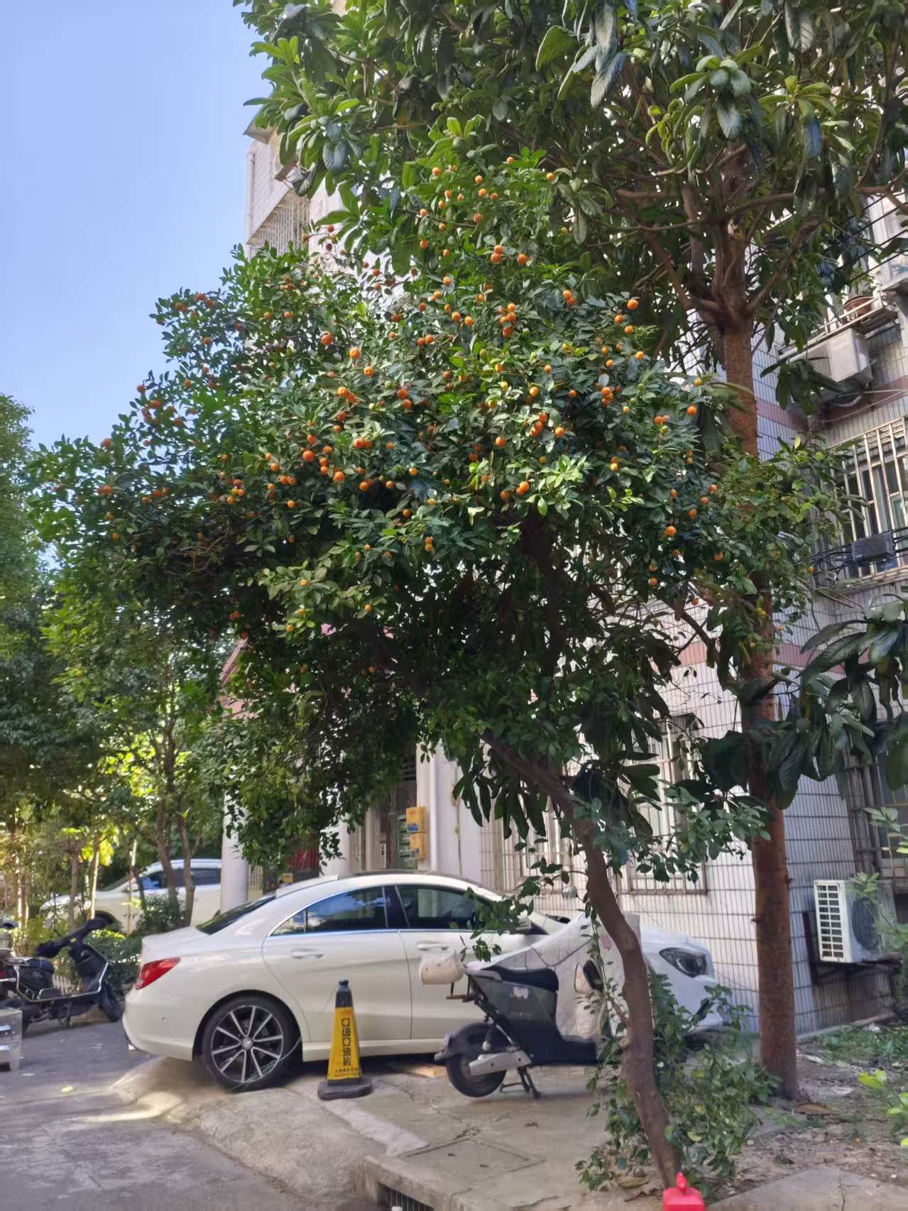 小区的桔子树