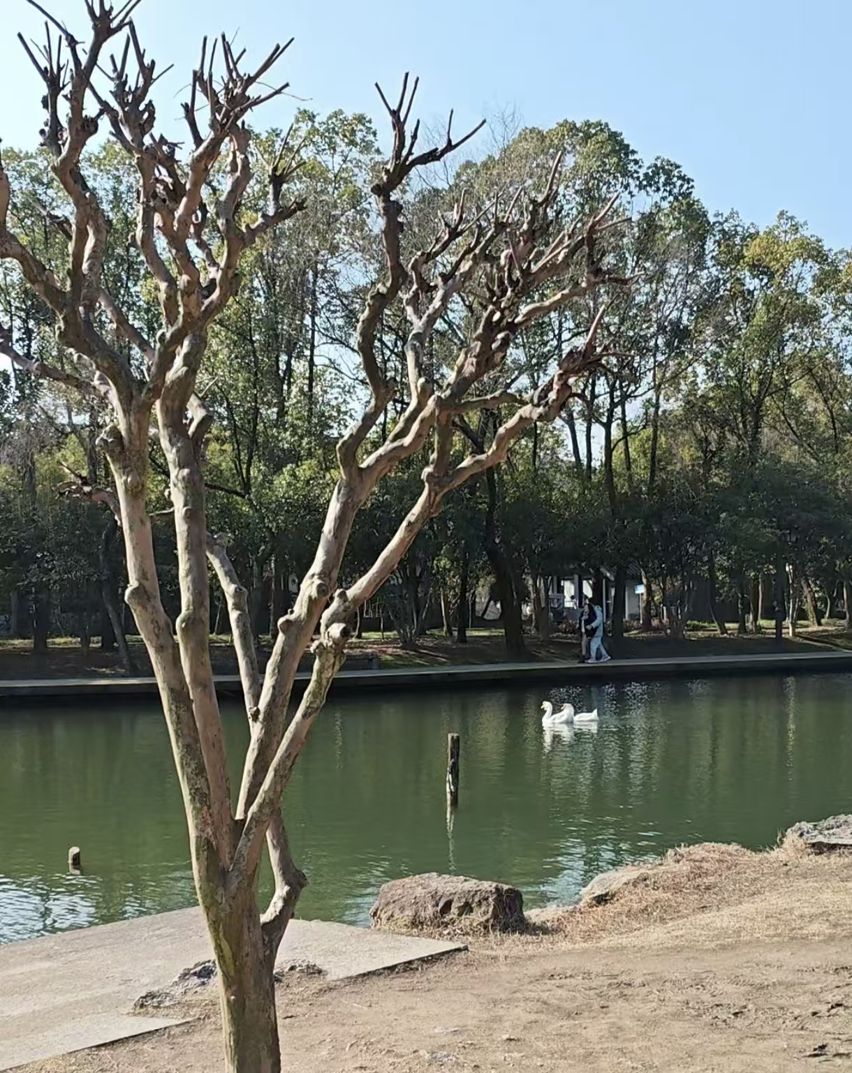 期待和平的下午