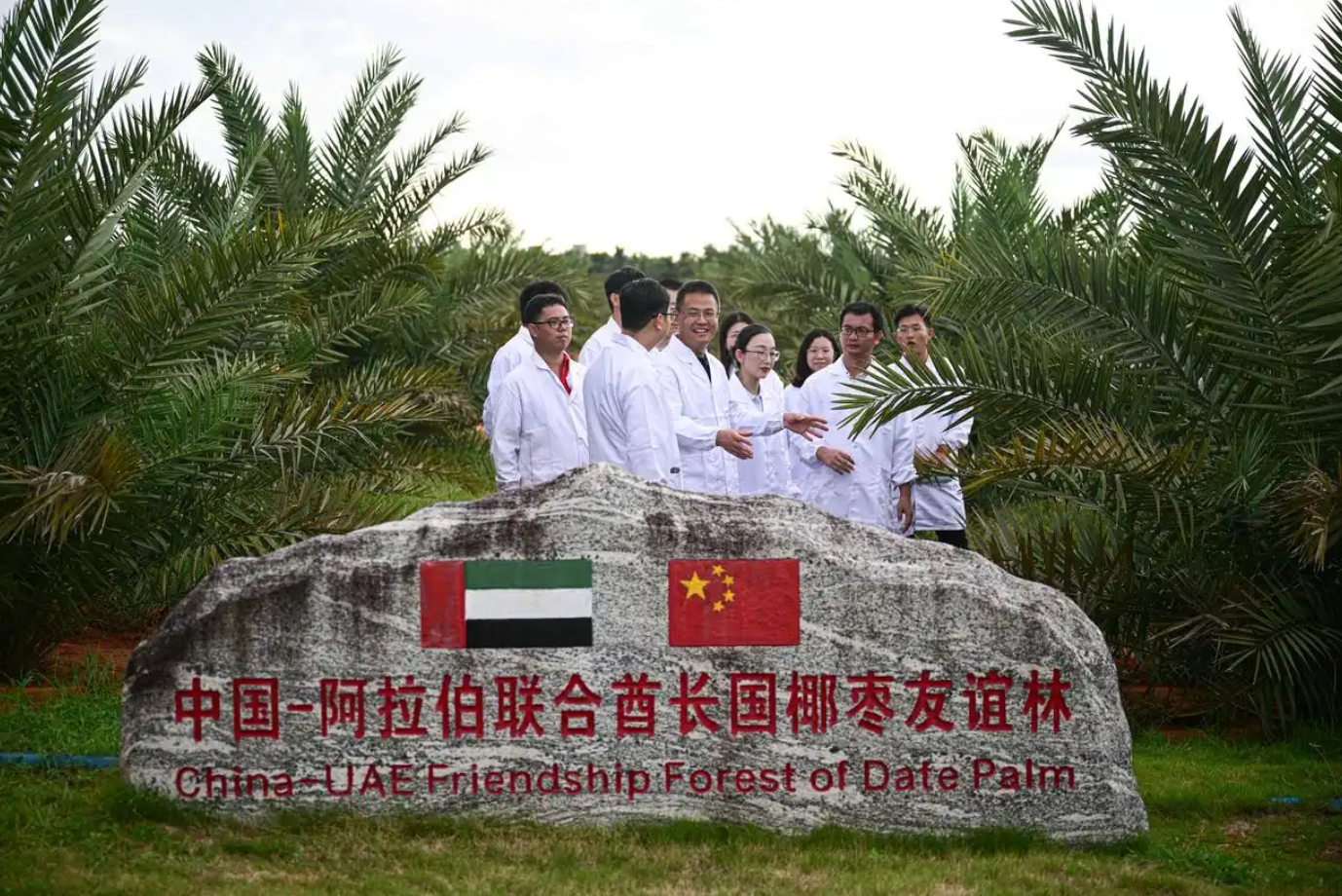 阿联酋椰枣在中国热区开枝散叶