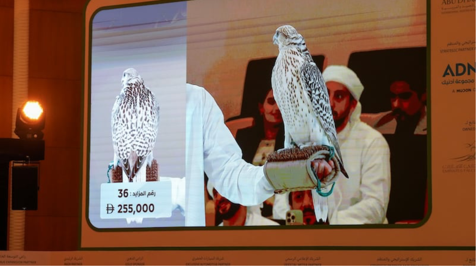 阿布扎比猎鹰拍卖会，巴林猎鹰师以25.5万迪拉姆的高价“...