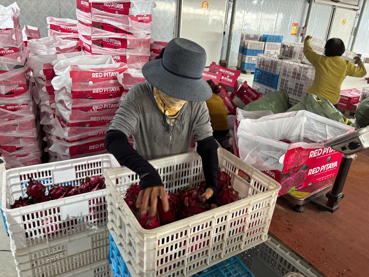 乐东火龙果今年下半年首批鲜果远销阿联酋