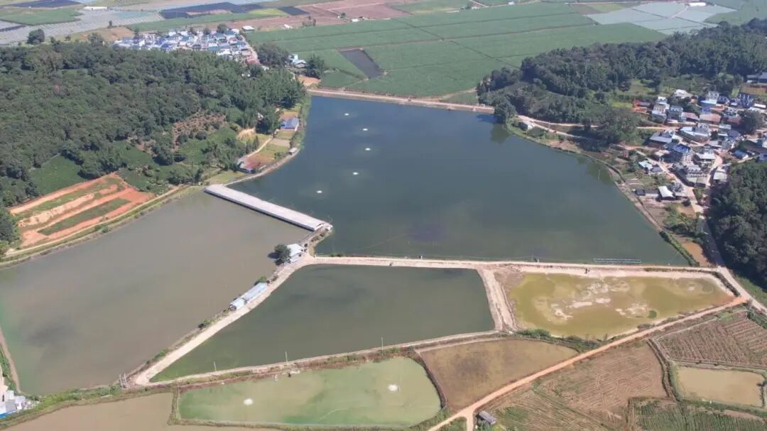 云南首次！西双版纳所产淡水鱼出口阿联酋