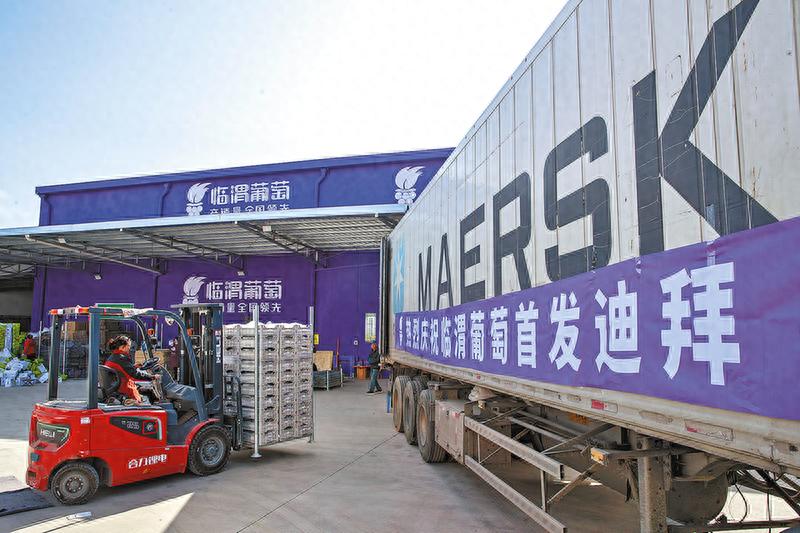 临渭约3.5万公斤“阳光玫瑰”葡萄首次出口迪拜