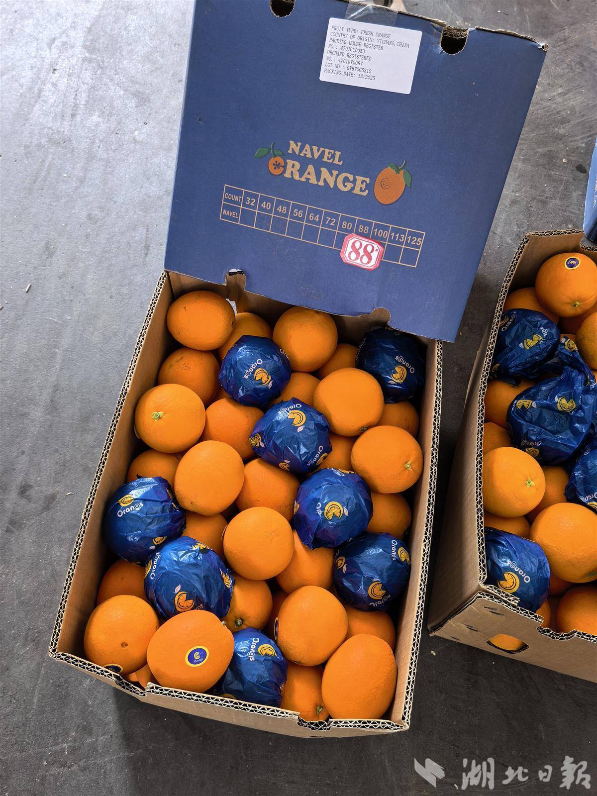 88毫米大果漂洋过海！108吨秭归脐橙到迪拜了