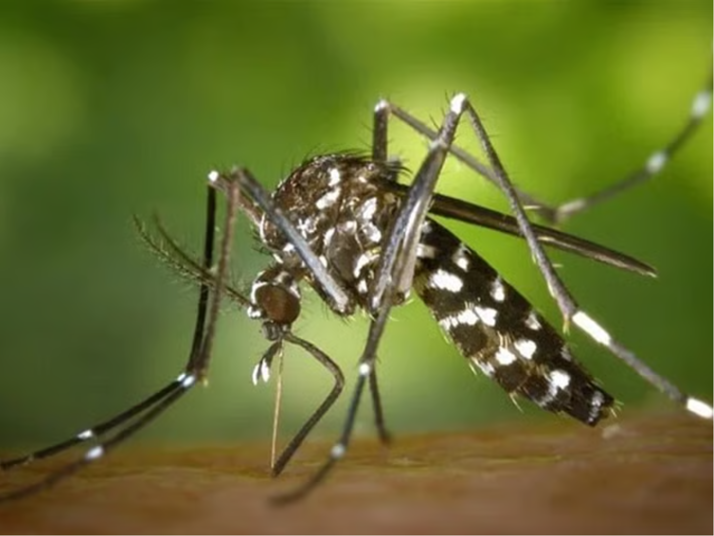 阿联酋当局呼吁民众清理积水，做好防蚊措施