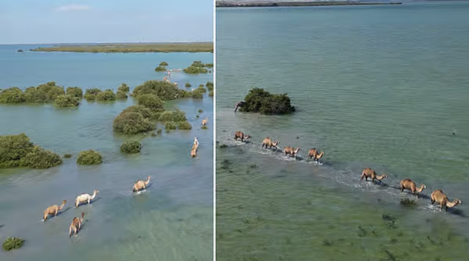 【视频】阿联酋美景刷屏社交平台！骆驼涉水穿行红树林...